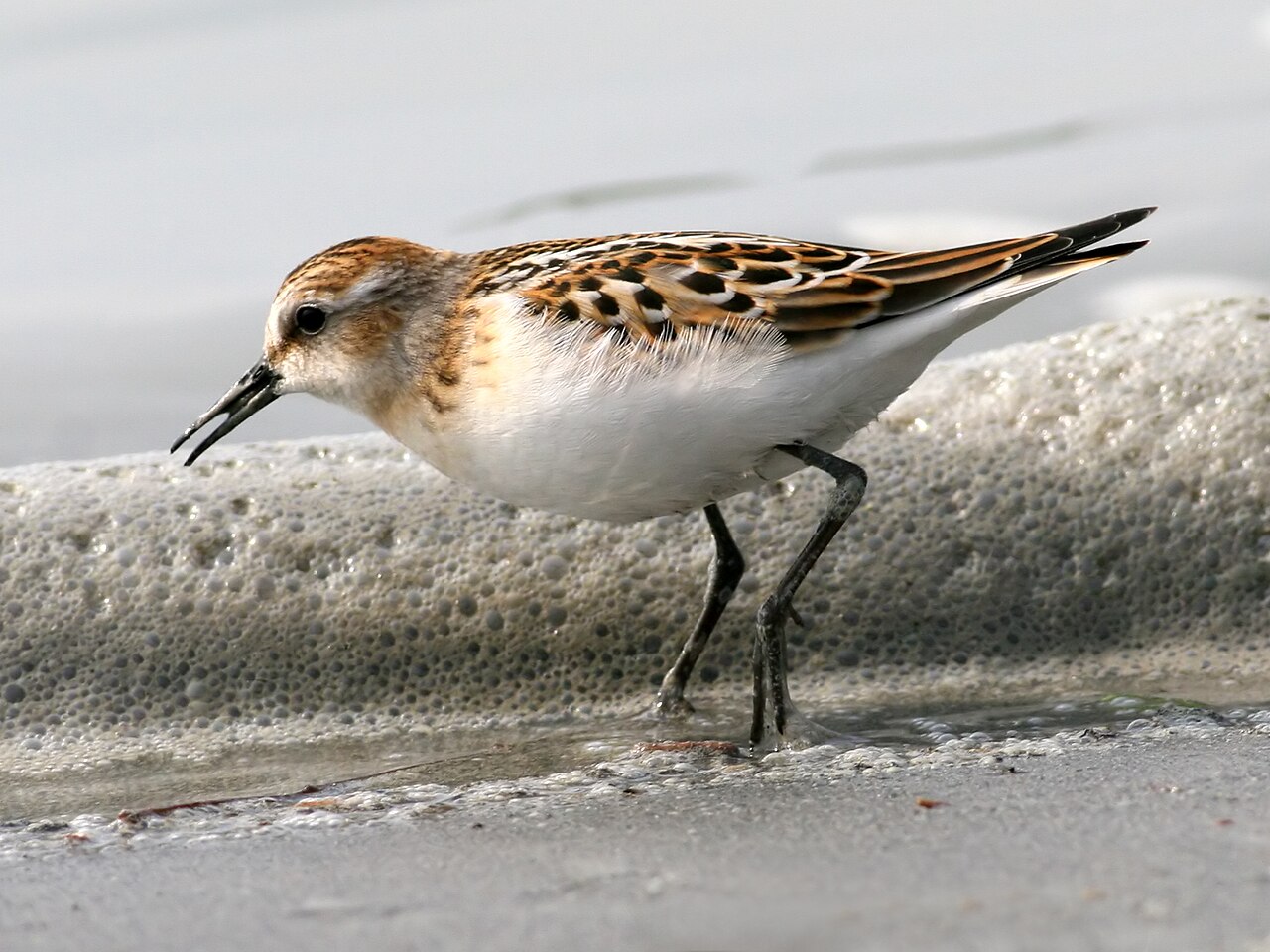 Kleine strandloper (Calidris minuta)