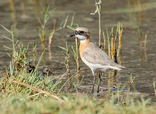 Kleine woestijnplevier (Anarhynchus mongolus)