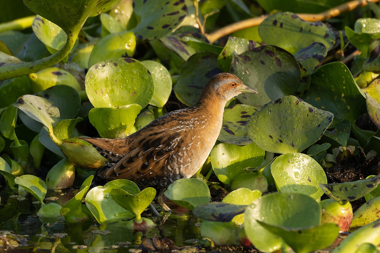 Polluela chica (Zapornia pusilla)