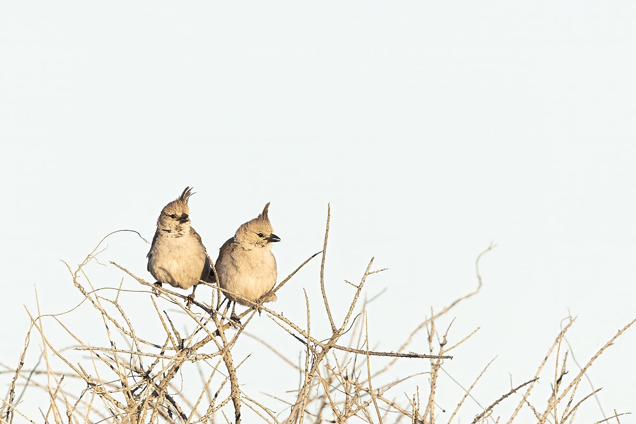 Chiming Wedgebill (Psophodes occidentalis)