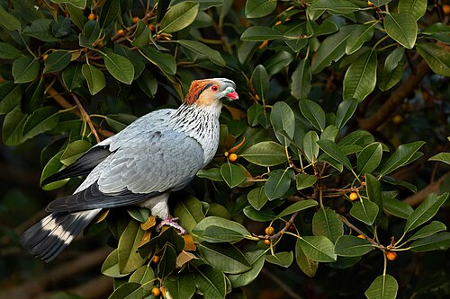 Knoedelduif (Lopholaimus antarcticus)