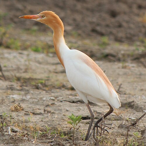 Koereiger (Ardea coromanda)