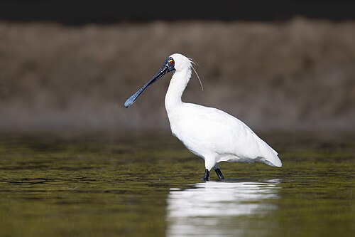 Koningslepelaar (Platalea regia)