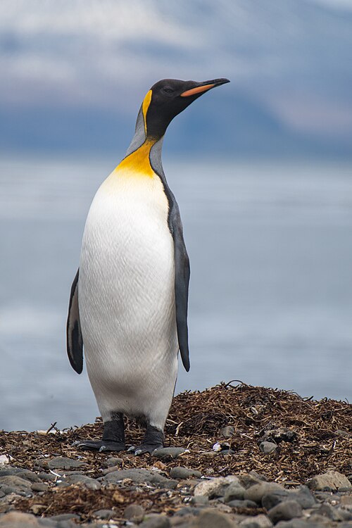 Koningspinguïn (Aptenodytes patagonicus)