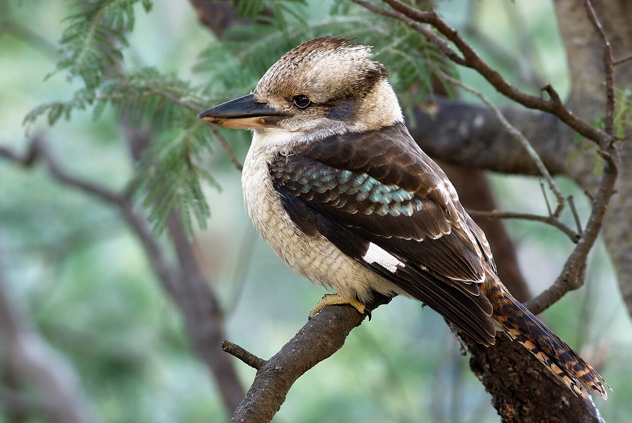 Kookaburra (Dacelo novaeguineae)