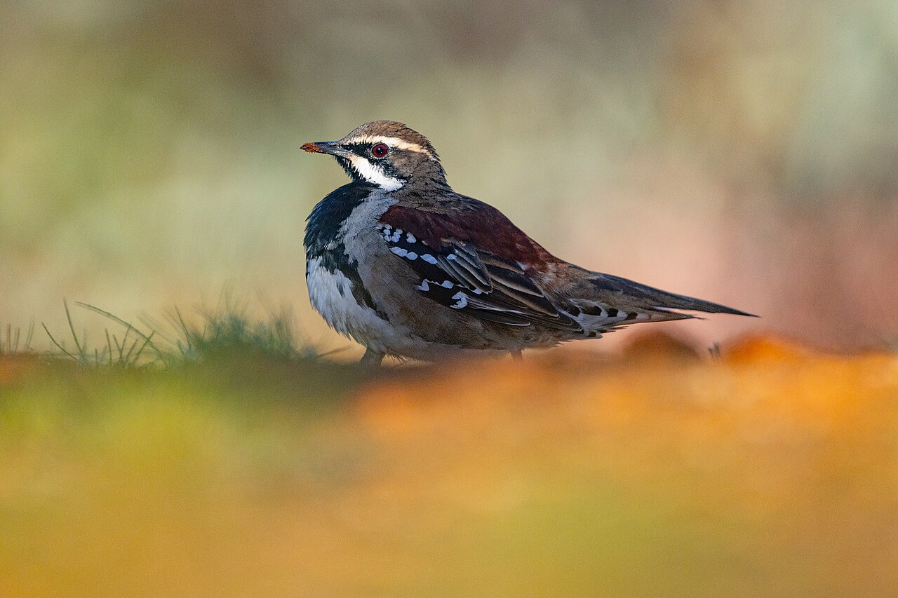 Copperback Quail-thrush (Cinclosoma clarum)