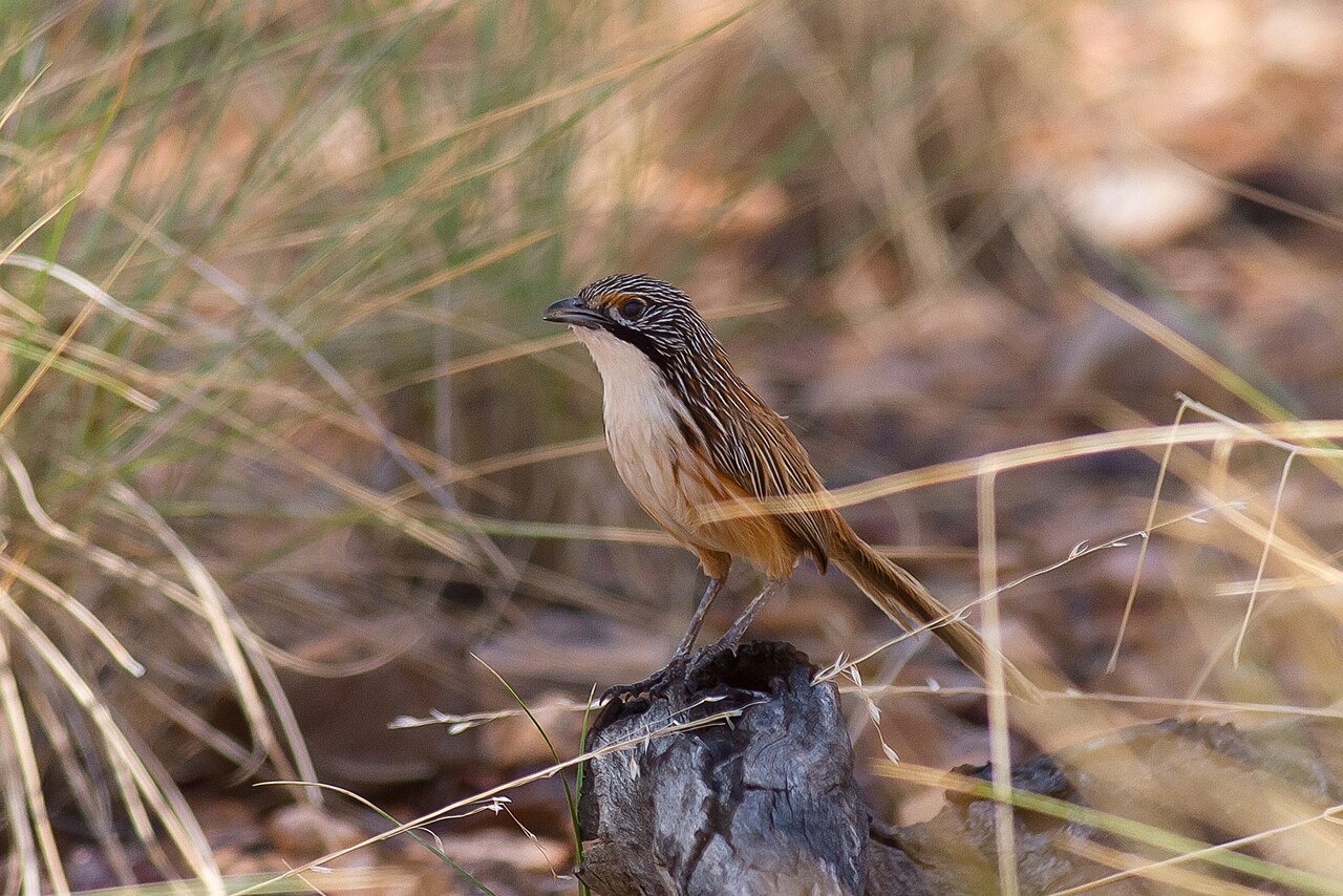 Kortstaartgrassluiper (Amytornis merrotsyi)