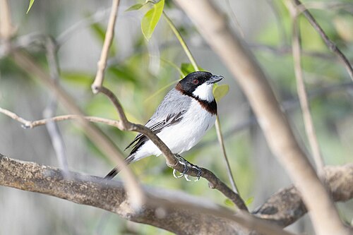 Krabbenfluiter (Pachycephala lanioides)