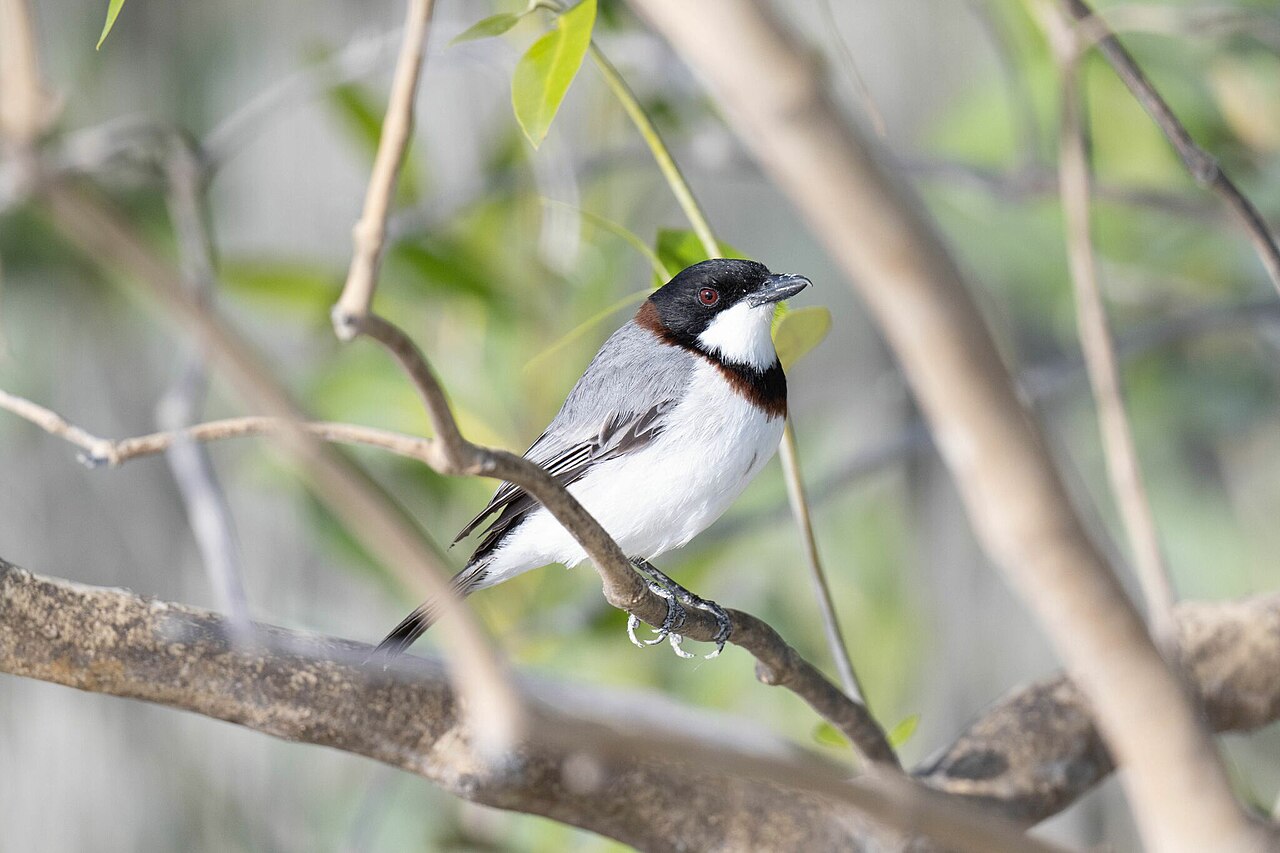 Krabbenfluiter (Pachycephala lanioides)