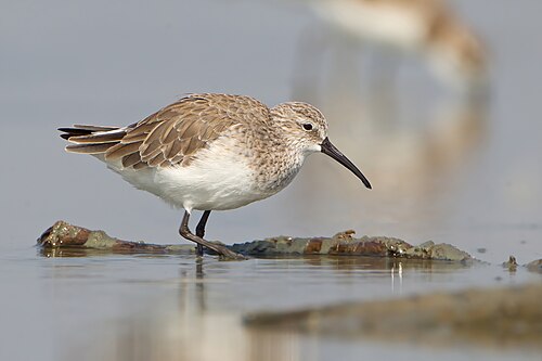 Krombekstrandloper (Calidris ferruginea)