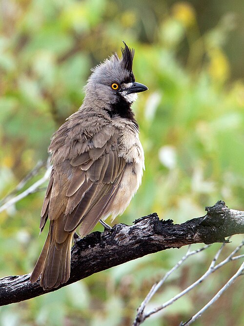 Kuifdikkop (Oreoica gutturalis)