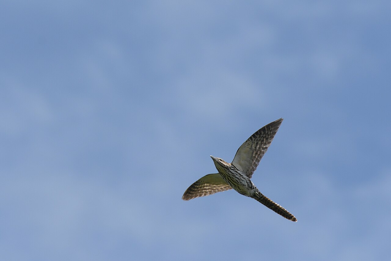 Langstaartkoël (Urodynamis taitensis)