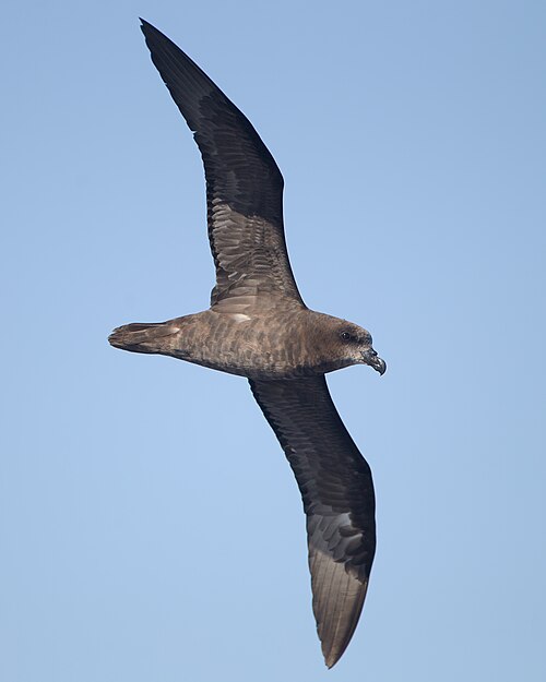 Langvleugelstormvogel (Pterodroma macroptera)