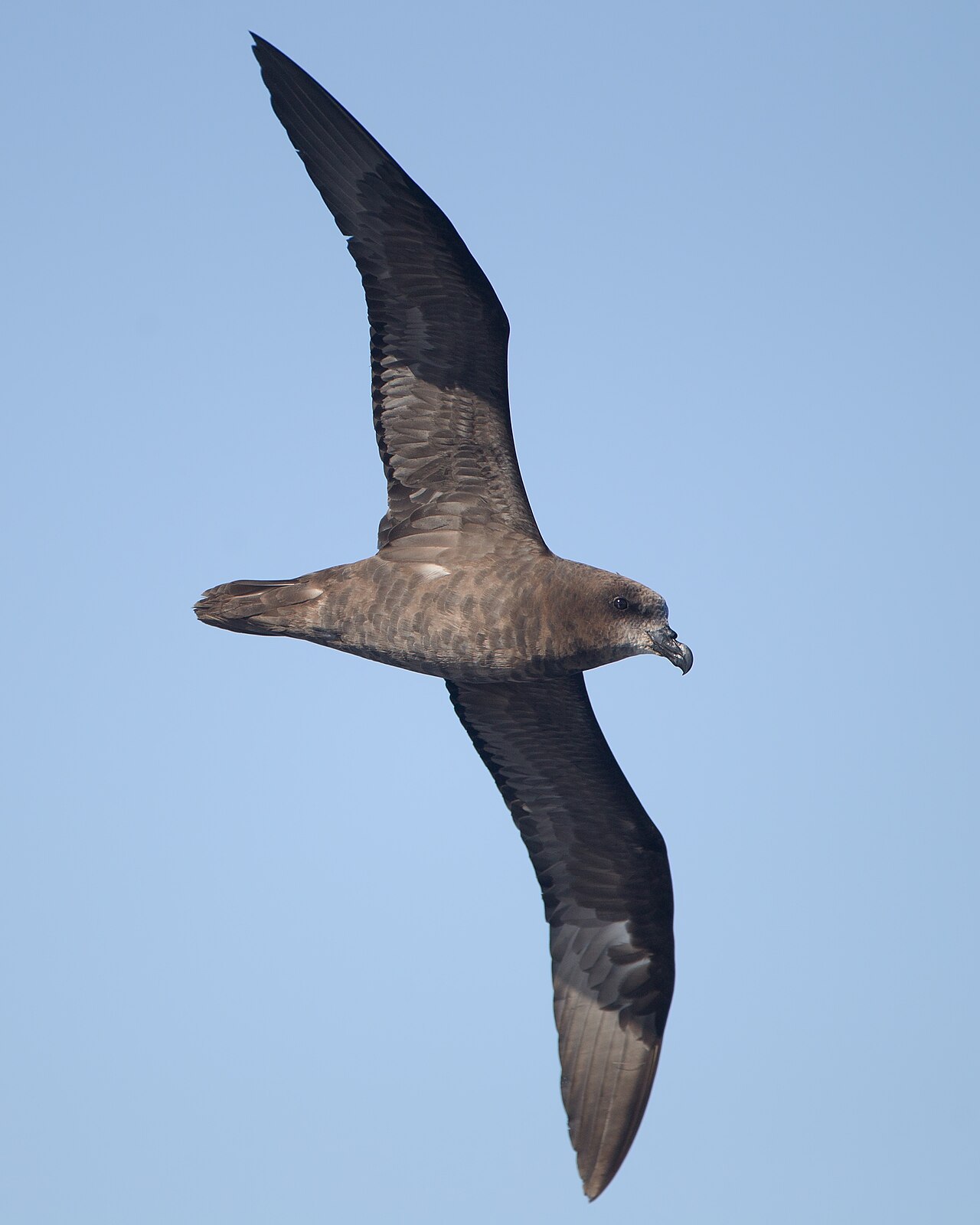 Petrel alas grandes (Pterodroma macroptera)