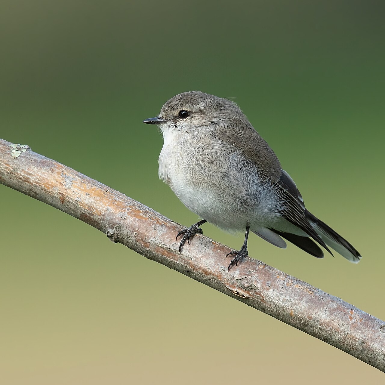 Lathams vliegenvanger (Microeca fascinans)