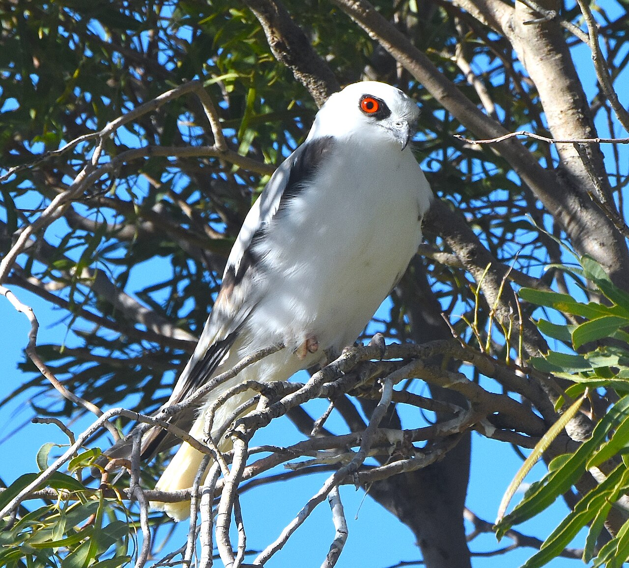 Elanio escrito (Elanus scriptus)