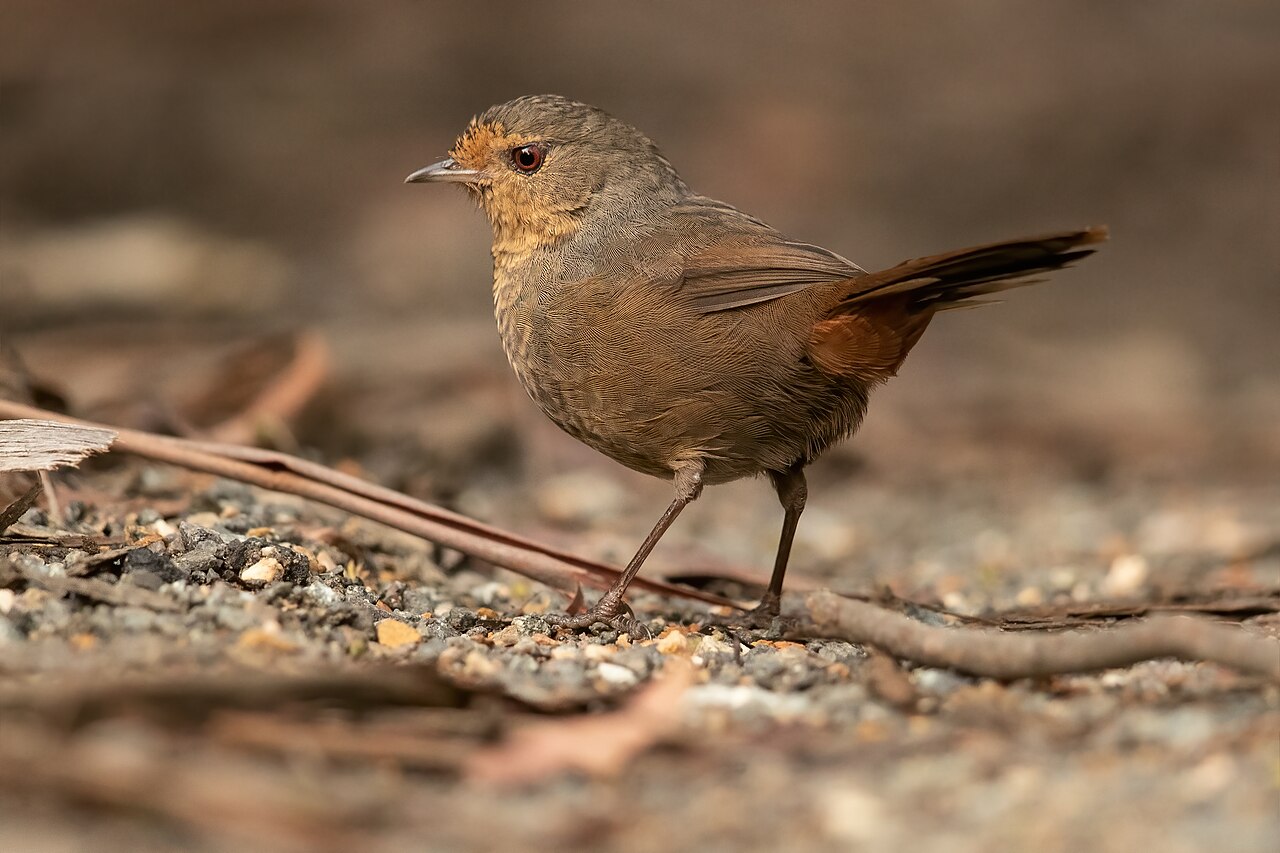 Pilotbird (Pycnoptilus floccosus)