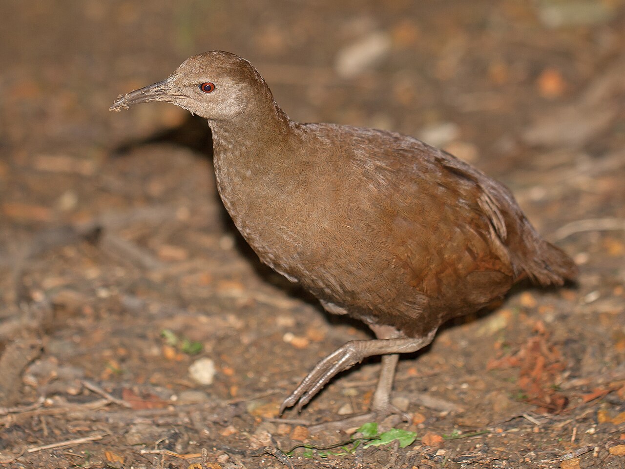 Lord Howe-ral (Gallirallus sylvestris)