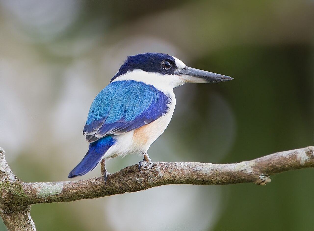 Alción de macleay (Todiramphus macleayii)