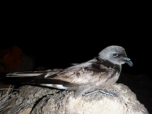 Madeirastormvogeltje (Hydrobates castro)