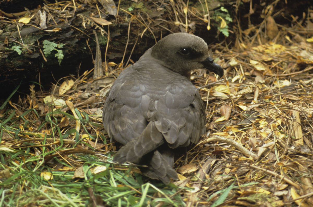Magenta-stormvogel (Pterodroma magentae)