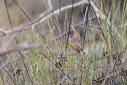 Mallee-emoesluiper (Stipiturus mallee)