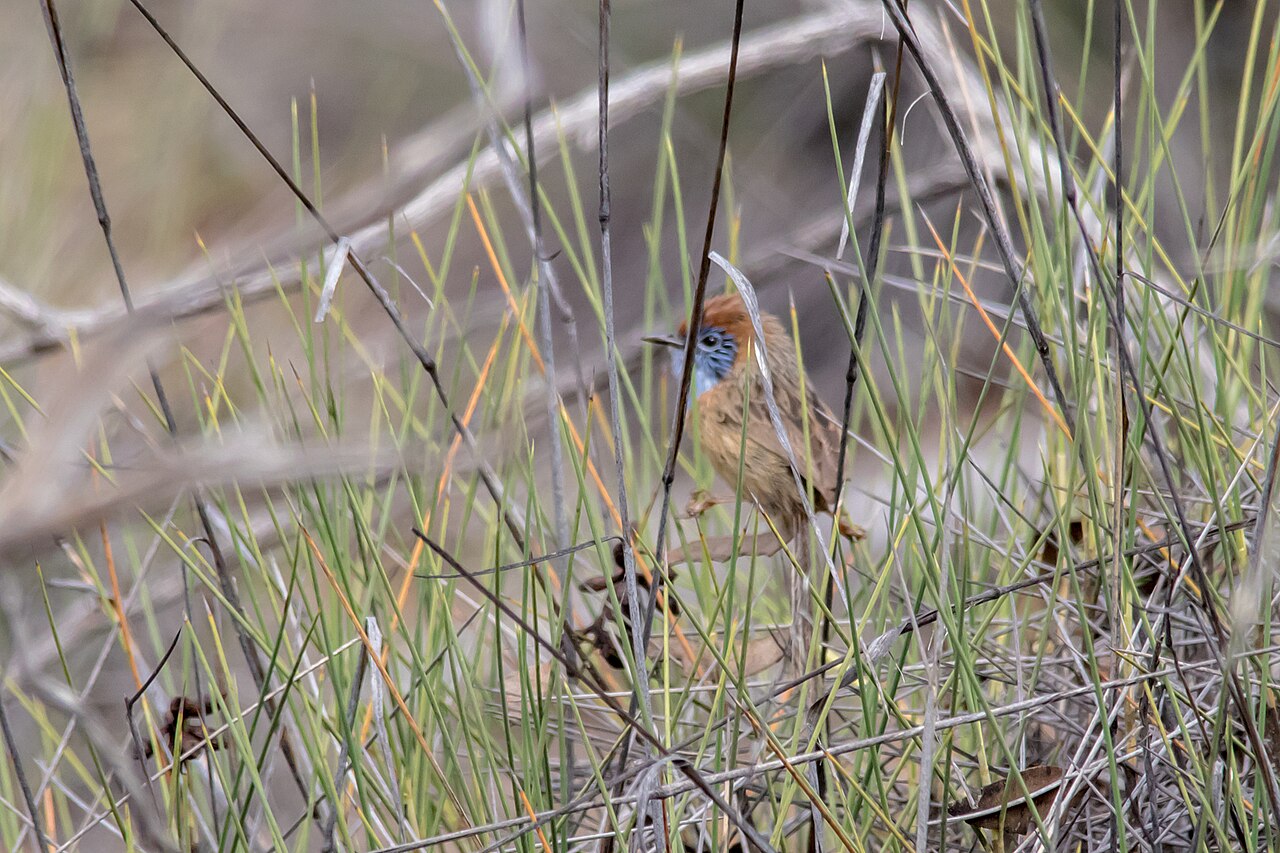 Mallee-emoesluiper (Stipiturus mallee)