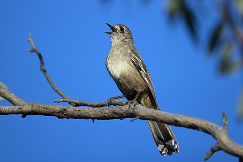 Malleefluiter (Drymodes brunneopygia)