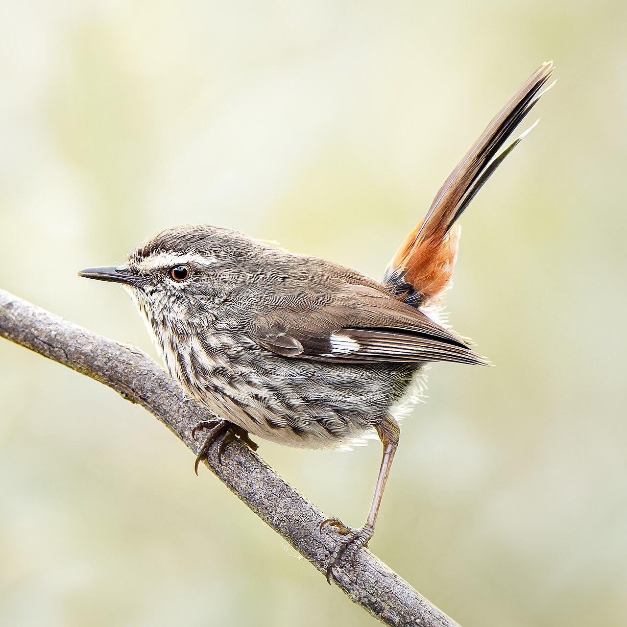Shy Heathwren (Hylacola cauta)