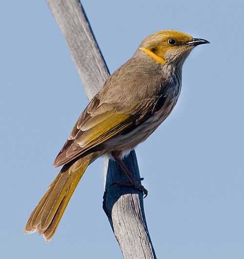 Malleehoningeter (Ptilotula ornata)