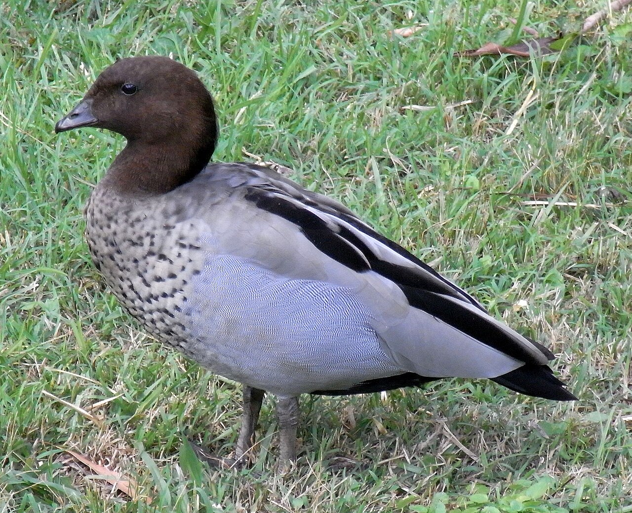 Manengans (Chenonetta jubata)
