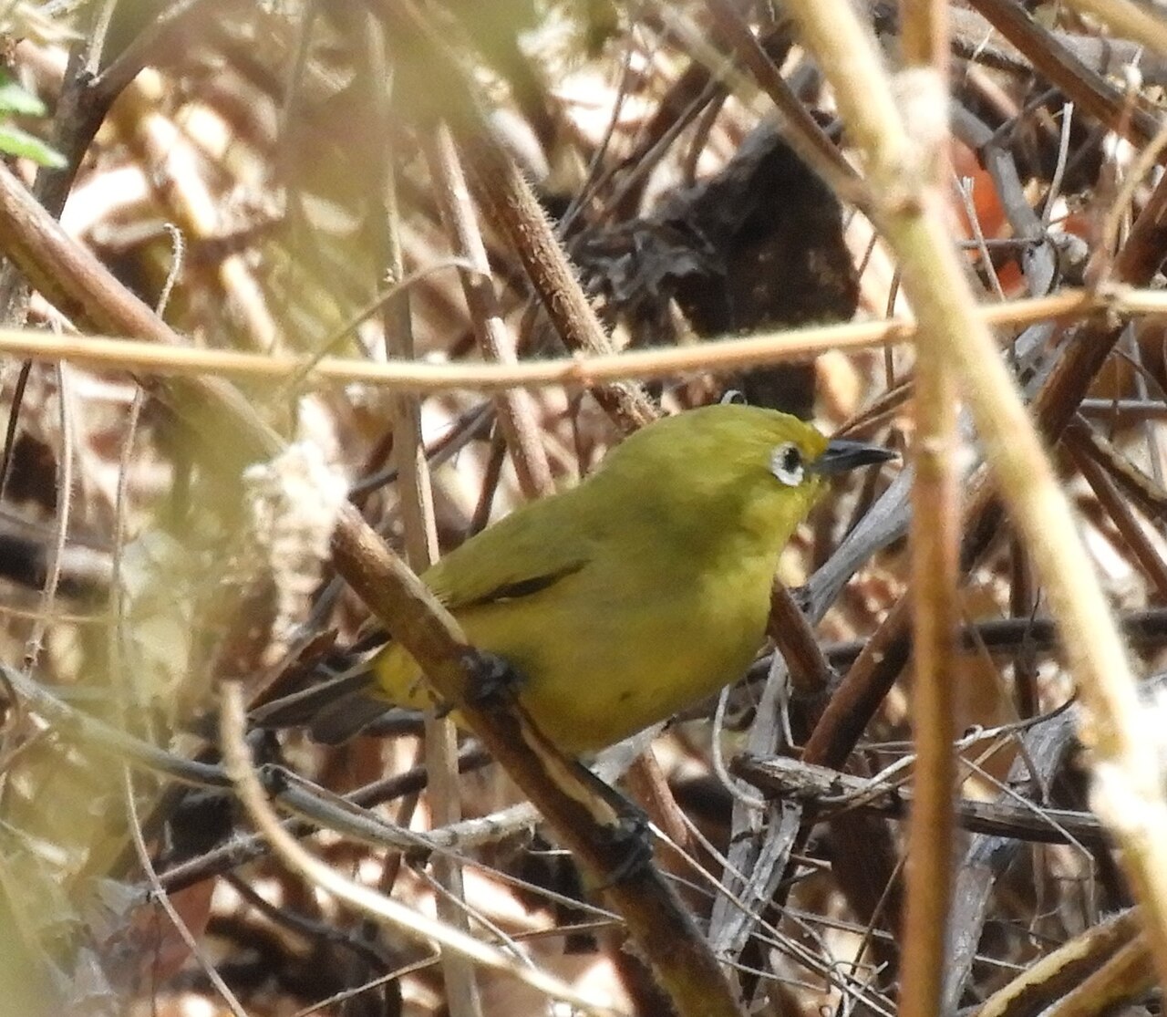 Canary White-eye (Zosterops luteus)