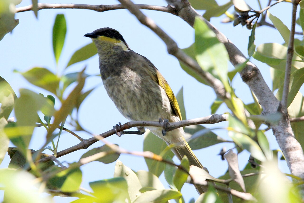 Mangrove Honeyeater (Gavicalis fasciogularis)