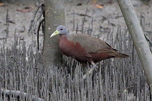 Mangroveral (Gallirallus castaneoventris)