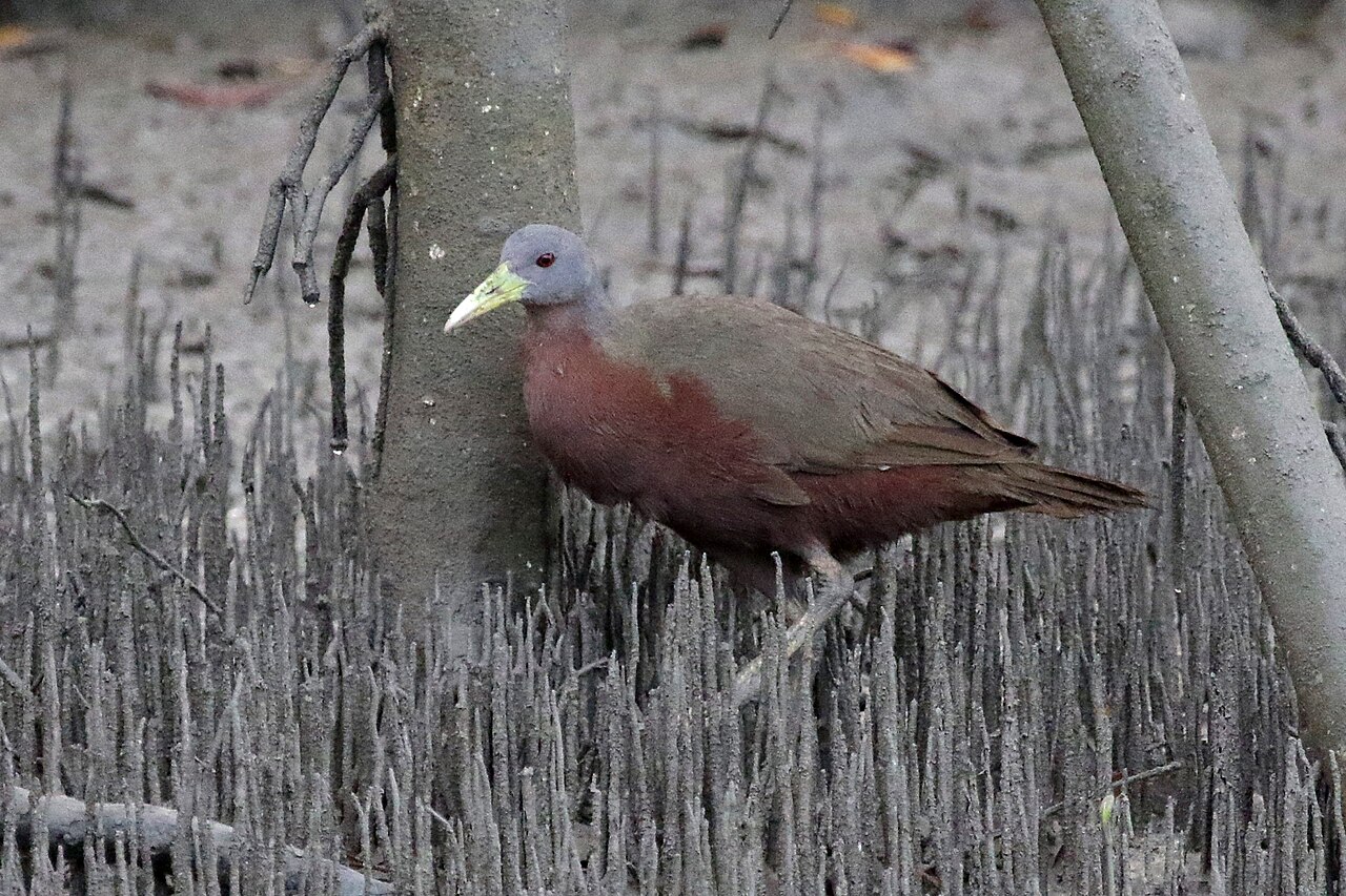 Cotara australiana (Gallirallus castaneoventris)