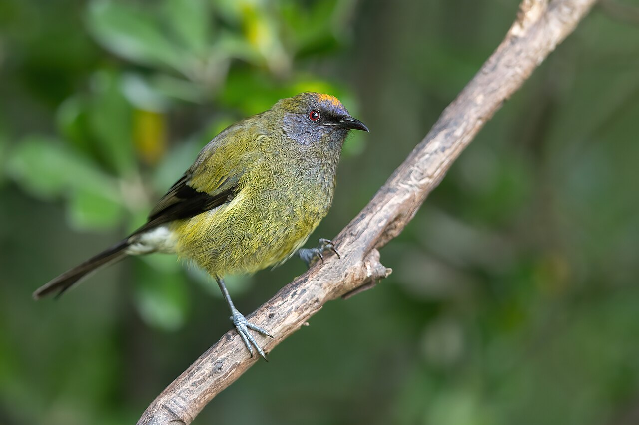 New Zealand Bellbird (Anthornis melanura)
