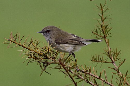 Maorimangrovezanger (Gerygone igata)