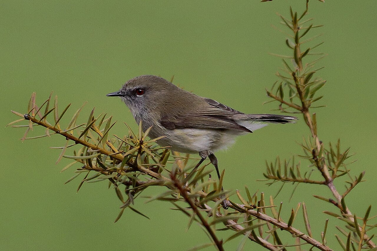 Gerigón maorí (Gerygone igata)