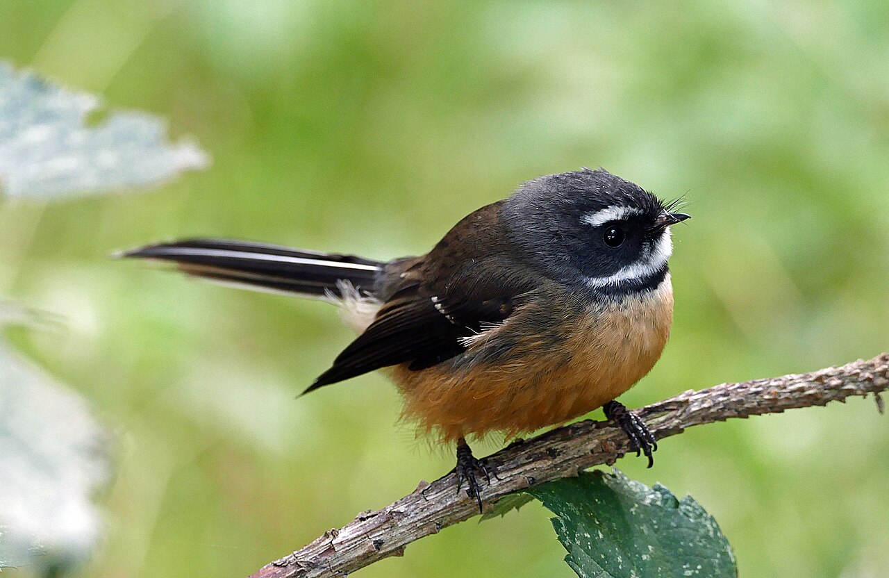 New Zealand Fantail (Rhipidura fuliginosa)