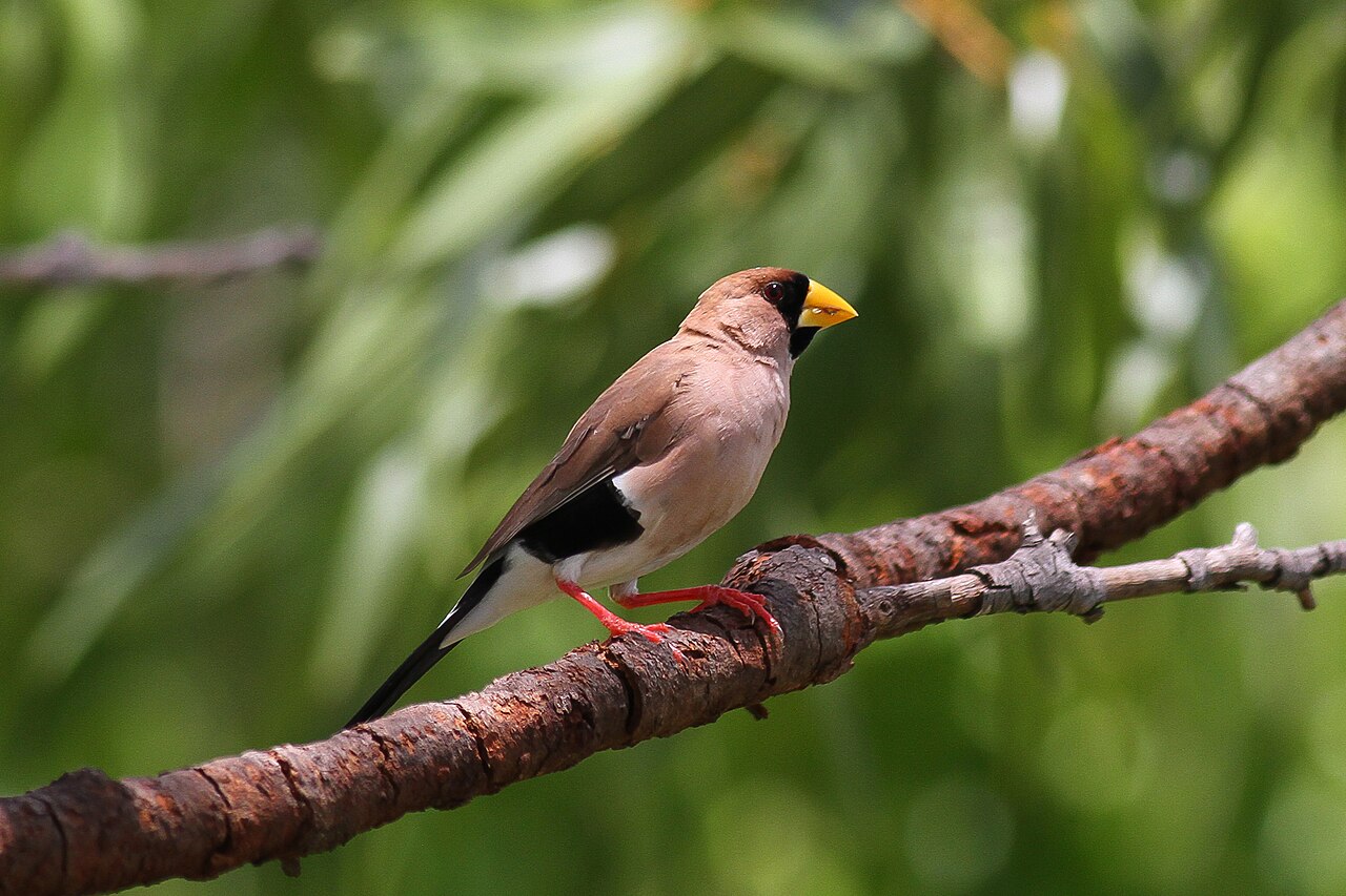 Masked Finch (Poephila personata)