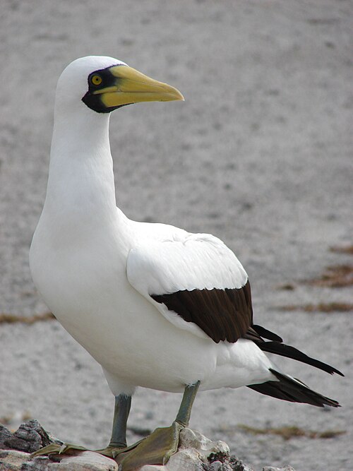 Maskergent (Sula dactylatra)