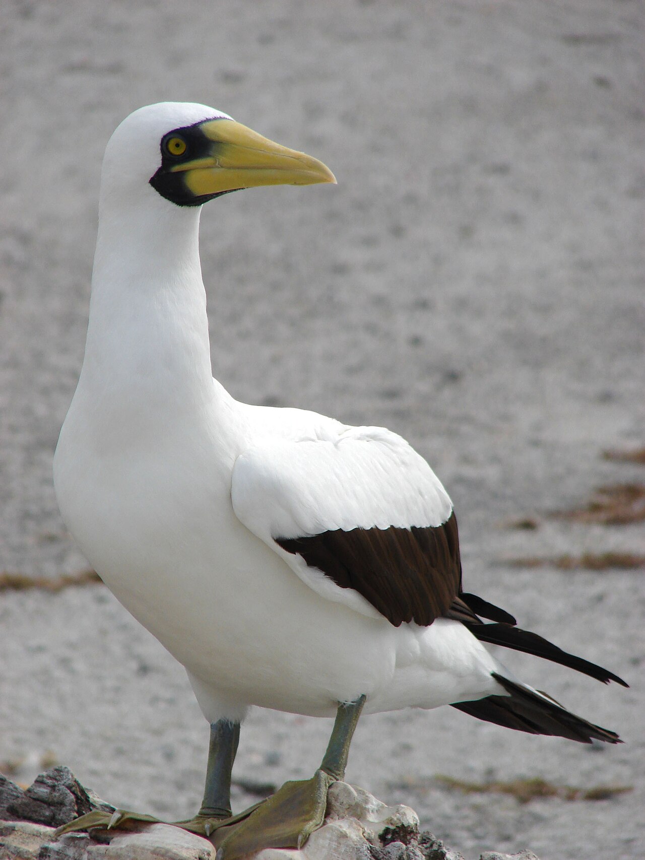 Maskergent (Sula dactylatra)