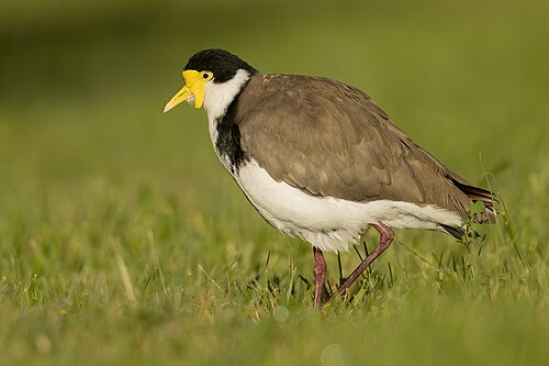 Maskerkievit (Vanellus miles)