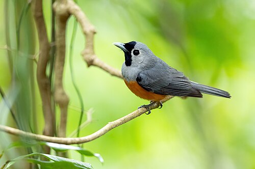 Maskermonarch (Monarcha melanopsis)