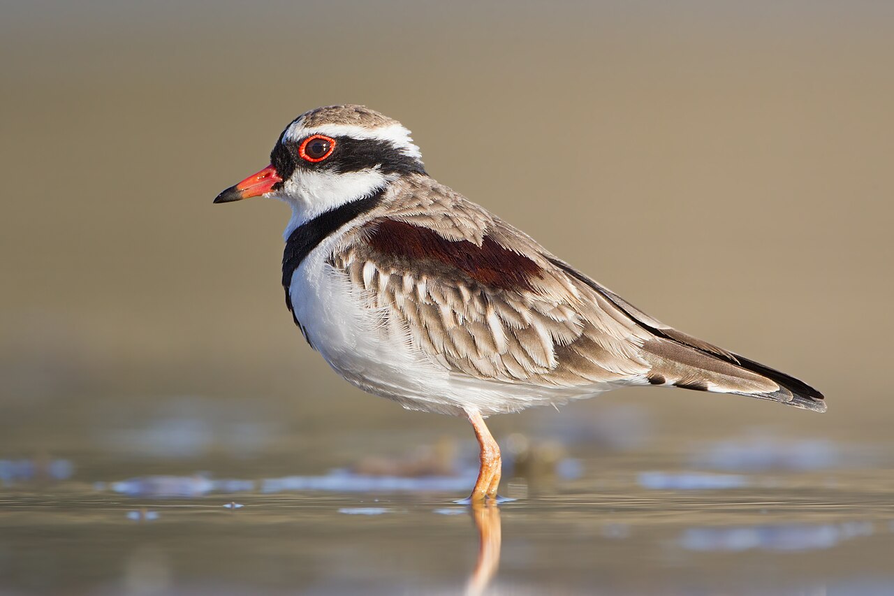 Maskerplevier (Thinornis melanops)