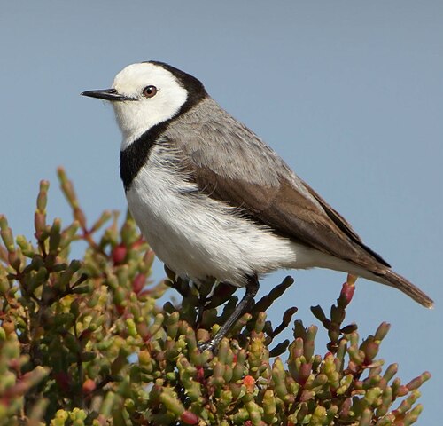 Maskerschijnpaapje (Epthianura albifrons)