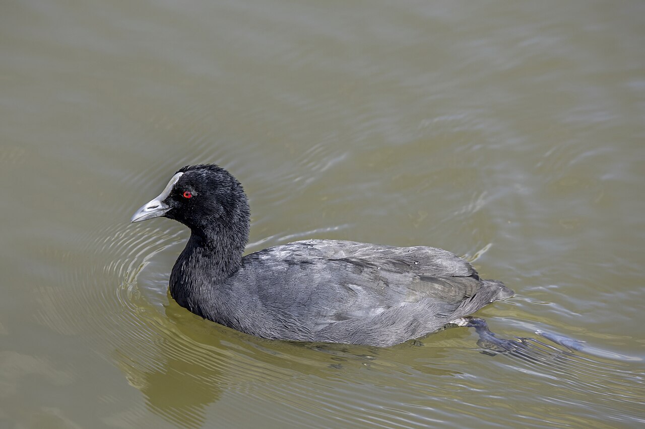 Meerkoet (Fulica atra)