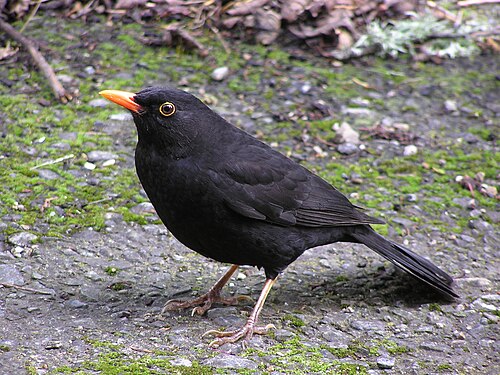 Merel (Turdus merula)