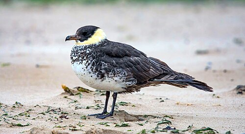 Middelste jager (Stercorarius pomarinus)