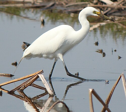 Middelste zilverreiger (Ardea plumifera)